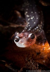  Along with amphibian species worldwide, Appalachia’s diverse salamander populations are declining. At-risk species include the Cow Knob Salamander. Photo by Steven David Johnson, stevedavidjohnson.com 