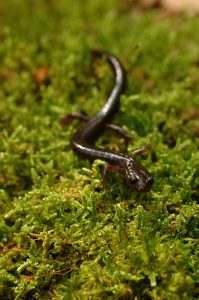 Along with amphibian species worldwide, Appalachia’s diverse salamander populations are declining.  At-risk species include the Cheat Mountain Salamander. Photo courtesy U.S. Fish and Wildlife Service