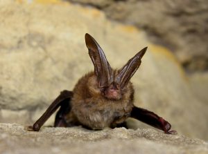 Virginia big-eared bats are found in isolated colonies in limestone caves across central and southern Appalachia. This bat is endangered largely because of loss of habitat and human disturbance. Photo by Larisa Bishop-Boro