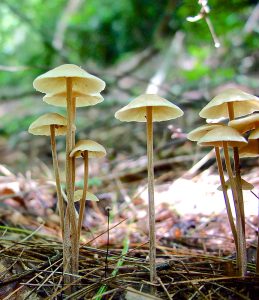 Foraging for mushrooms can be dangerous since many varieties are poisonous. So, be sure to learn from an expert before collecting mushrooms yourself. Photo by James M. Davidson