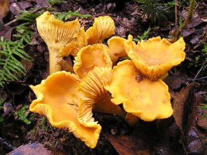 Chanterelle: bright orange, small, fan-like edible mushroom with apricot smell, found in late summer on dying trees. Photo by Strobilomyces via Wikimedia Commons