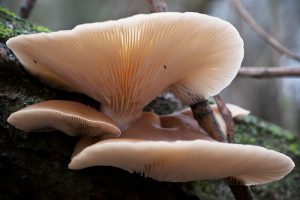 Oyster: an edible mushroom that tastes like its maritime namesake, found nearly year-round on hardwood trees. Photo by Daniel Neal via Wikimedia Commons