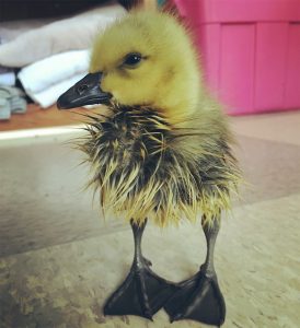  In periods of heavy rains, young waterfowl — such as this Canada Goose gosling — can be separated from their family. Photo courtesy of Rockfish Wildlife Sanctuary