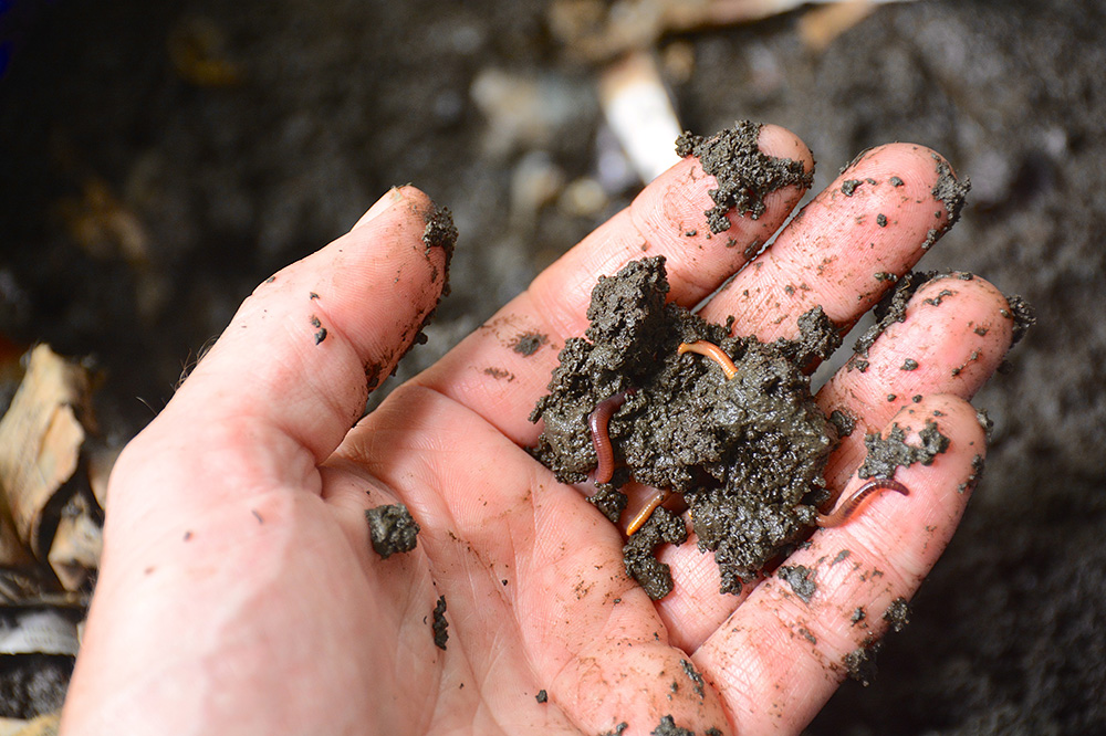 Vermicompost: Let earthworms green your kitchen 