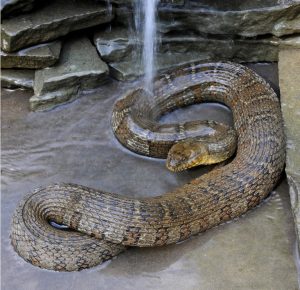 The northern water snake is a non-venomous snake found across Appalachia. Photo © John White / Virginia Herpetological Society