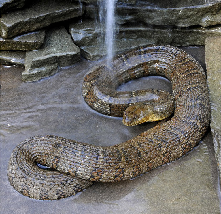 cute harmless snakes in kentucky freshwater