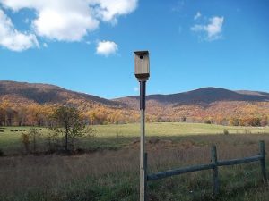 The volunteer Kestrel Strike Force provides nest boxes for the falcons in Virginia. Photo courtesy of Virginia Society of Ornithology