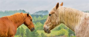 Horses in Kentucky 