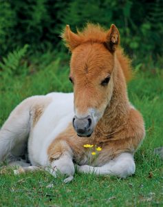 foal and flower