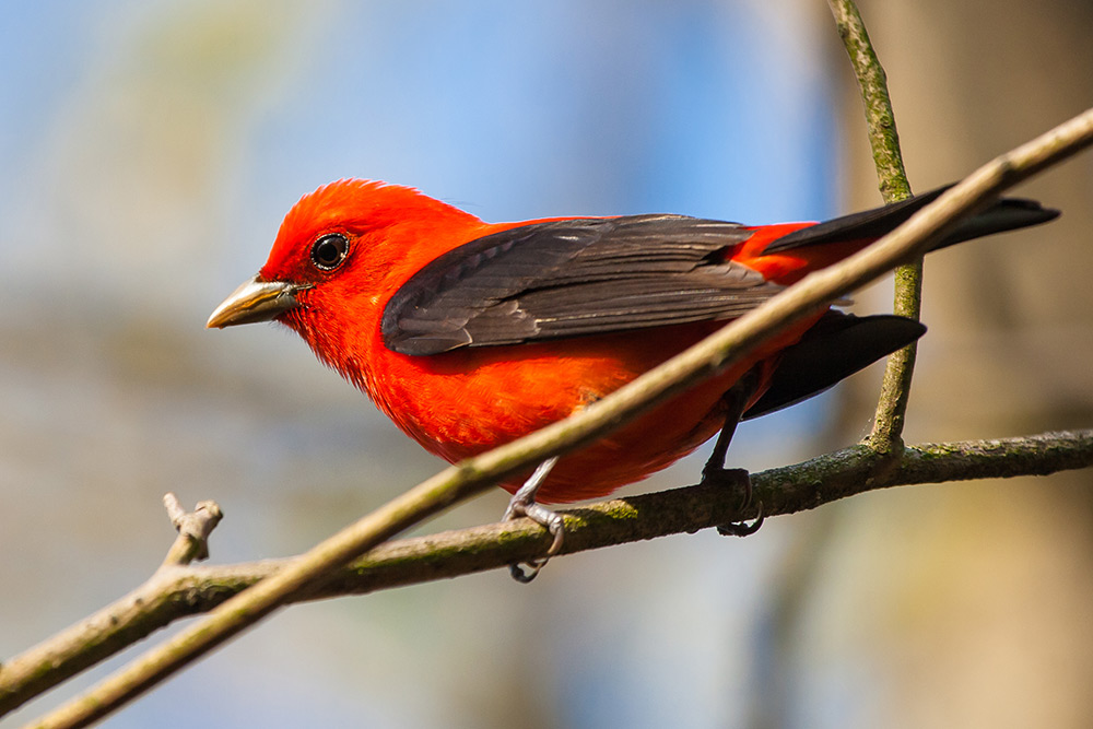 scarlet tanager bird
