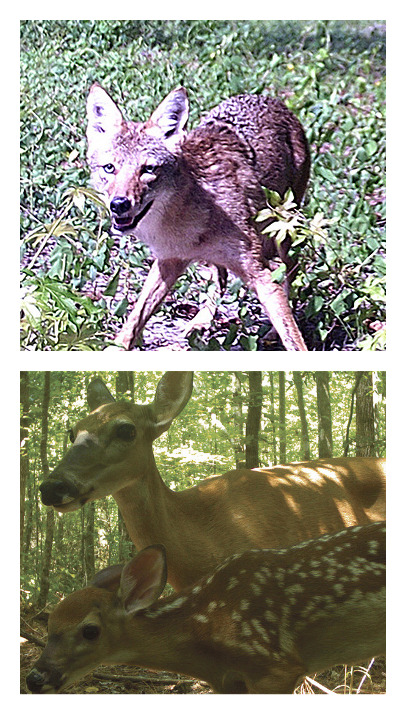 Tracking Elusive Creatures > Appalachian Voices