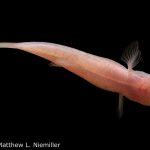 southern cavefish