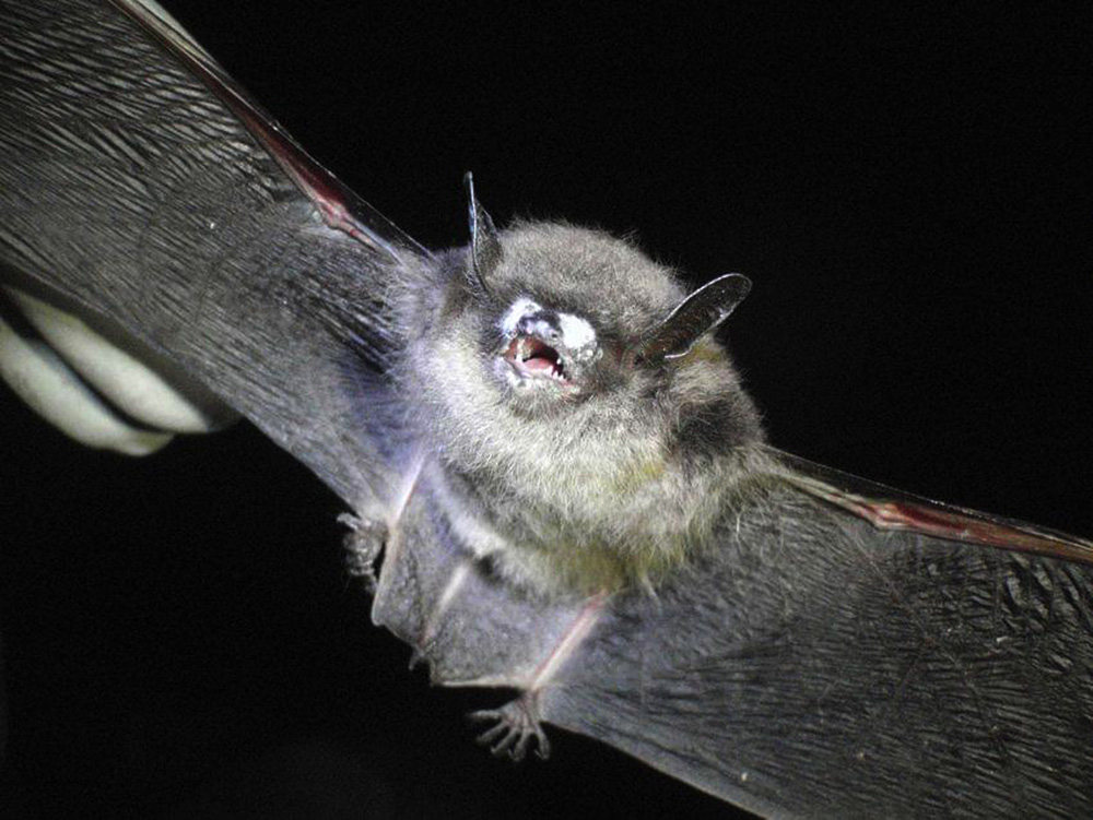 bat with white-nose syndrome