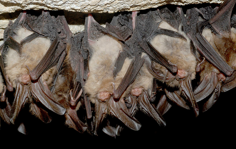 hibernating bats