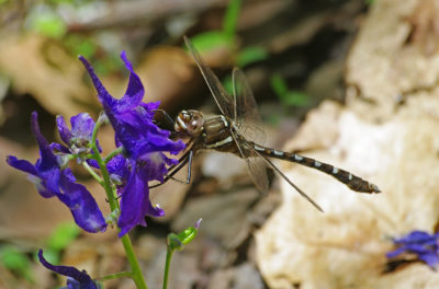 A dragonfly on a flower