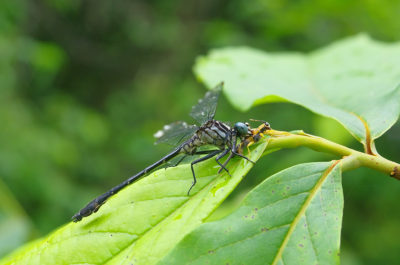 Cherokee clubtail dragonfly