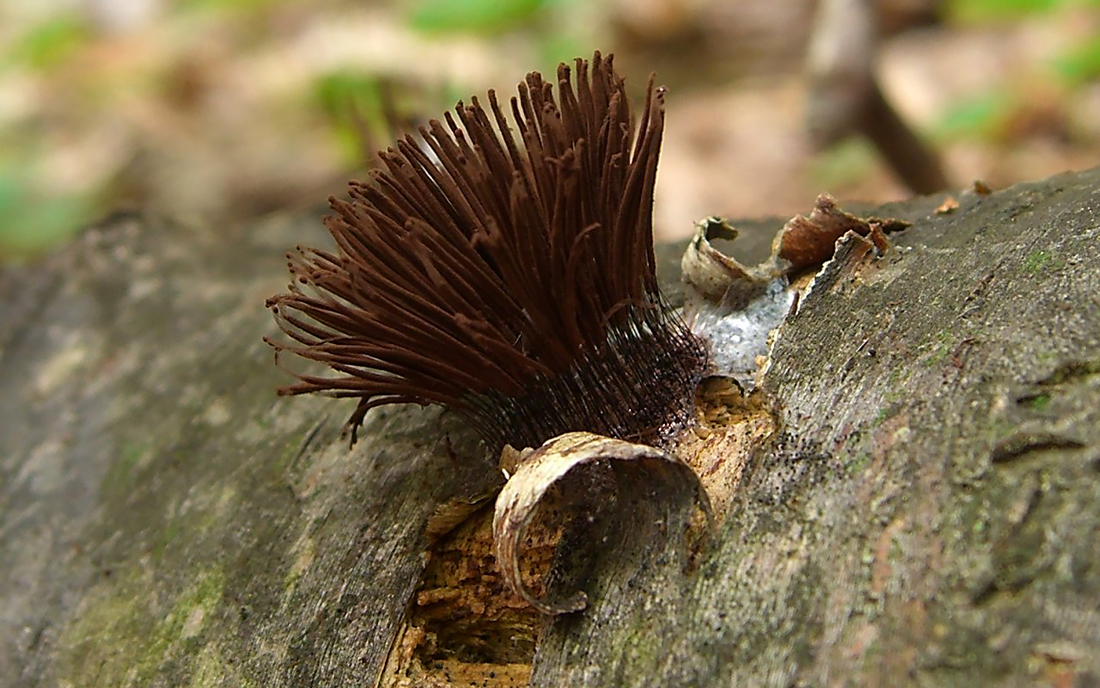 The Intelligence Of Slime Mold Appalachian Voices