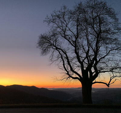 oak tree at sunrise