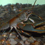 big sandy crayfish
