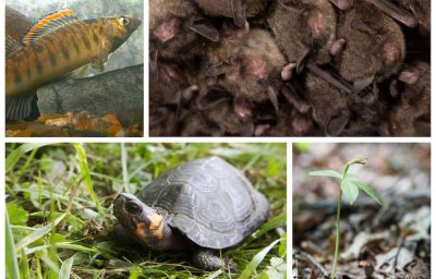 Roanoke Logperch; Indiana Bat; Bog Turtle; Small-whorled Pogonia
