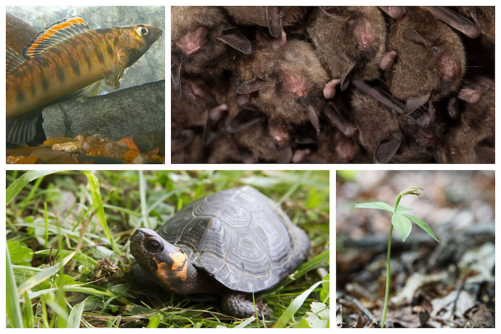 Roanoke Logperch; Indiana Bat; Bog Turtle; Small-whorled Pogonia