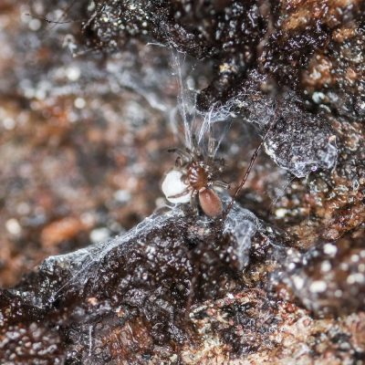 spruce-fir moss spider