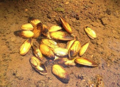 yellow lance mussels