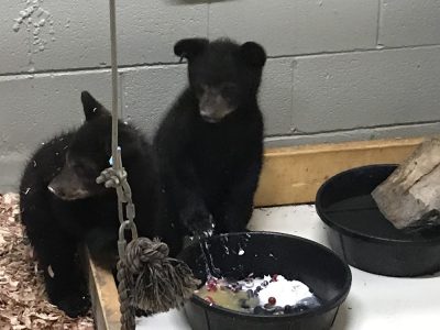 bear cubs eating