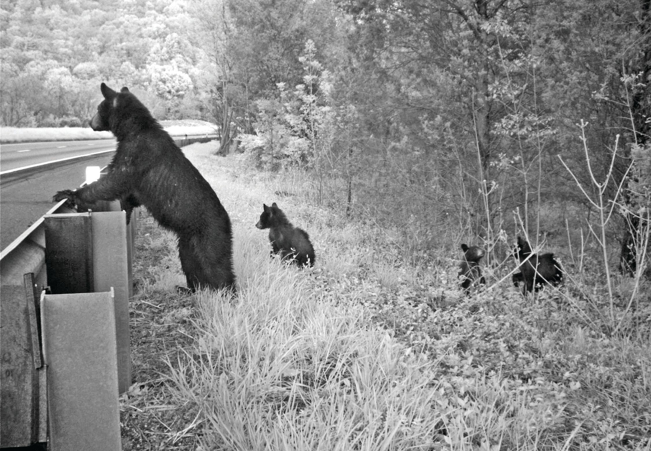 bears at guardrail
