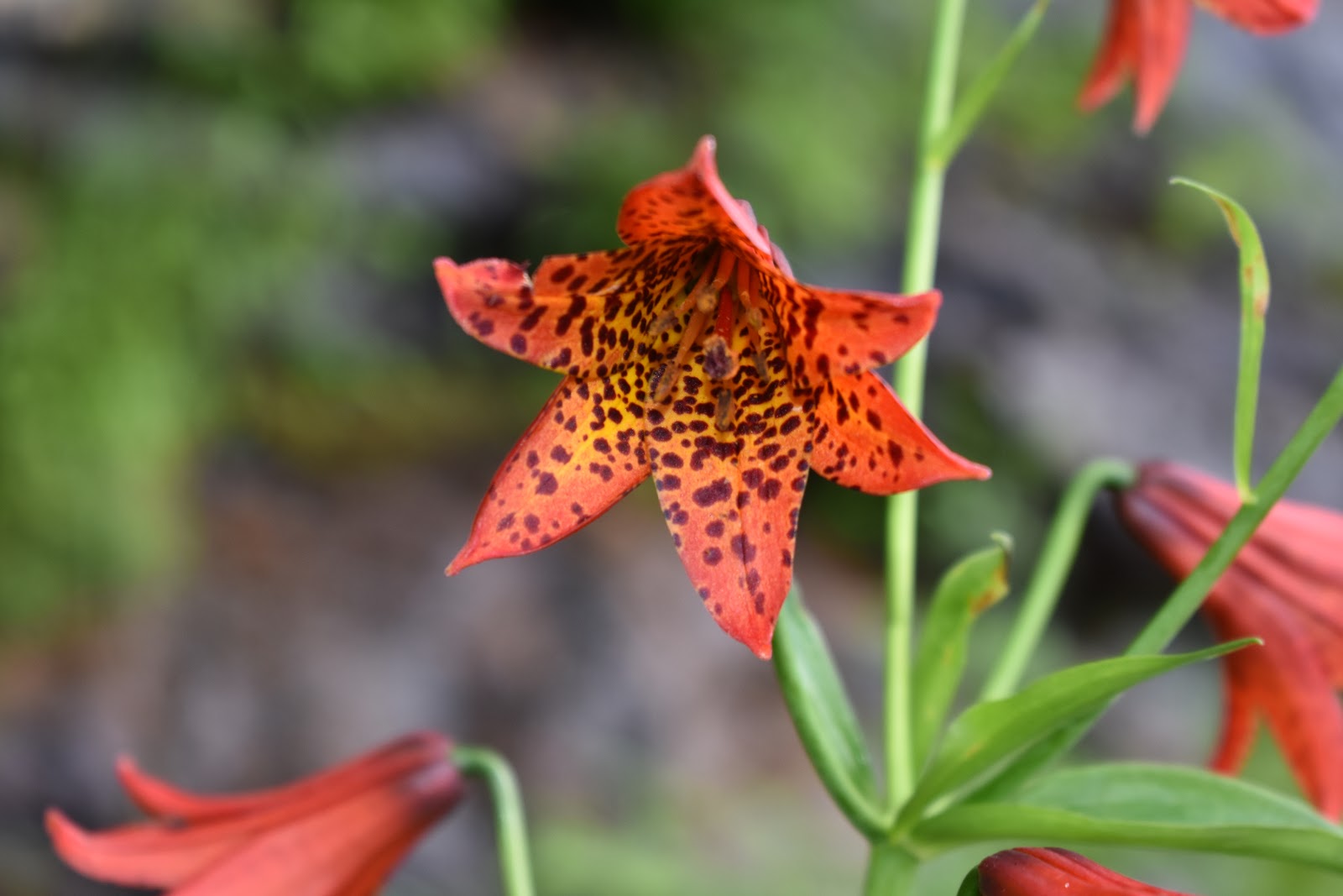close-up photo of a single Gray's lily flower, with red petals speckled inside