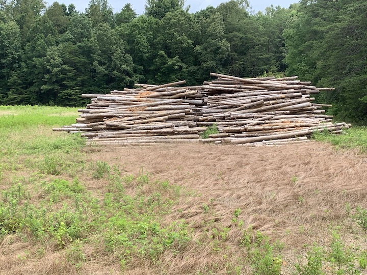 pile of tree trunks in clearing
