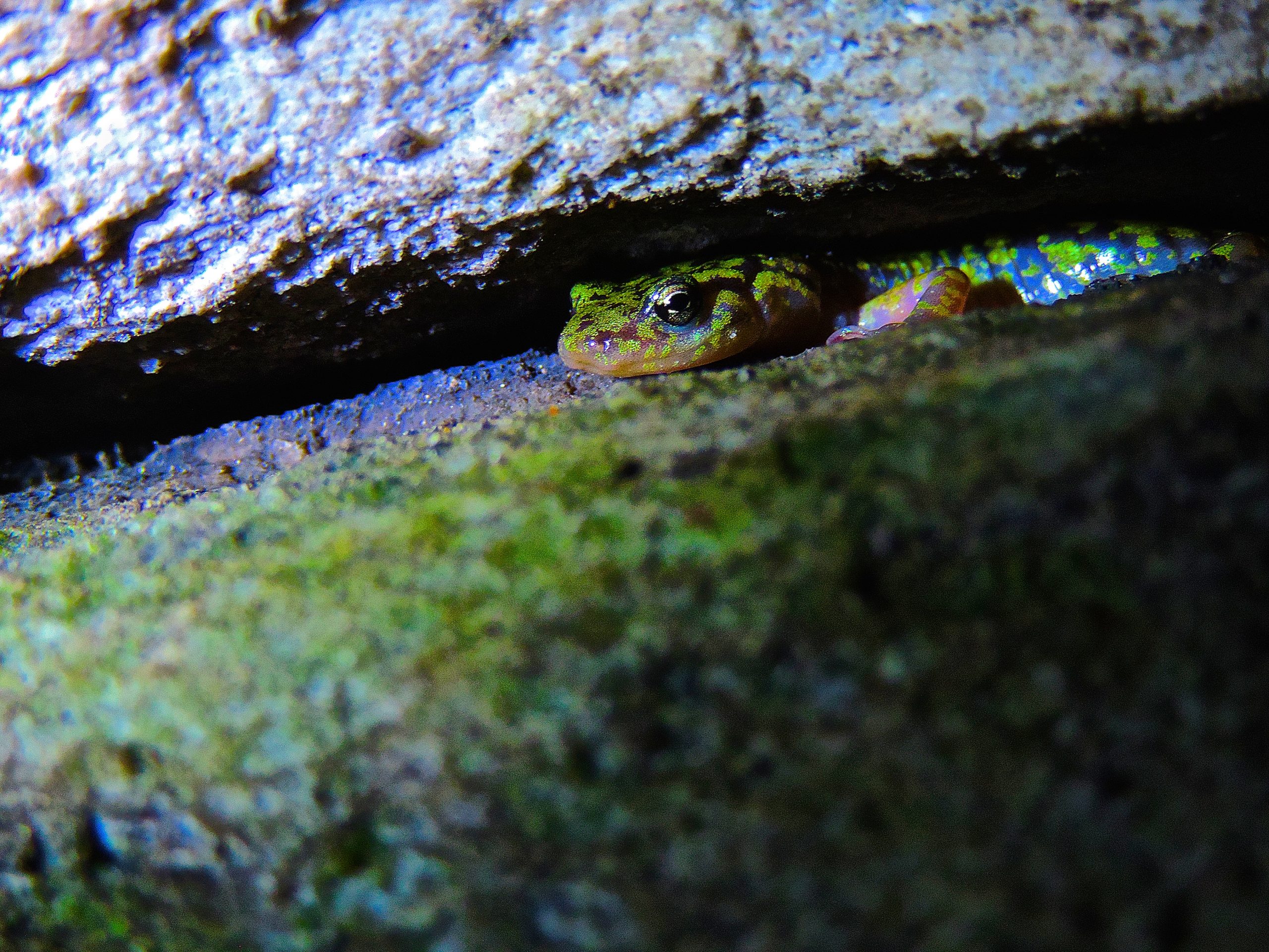 Žalia salamandra slepiasi ankštame, uolėtame plyšyje su žalia flora pirmame plane.