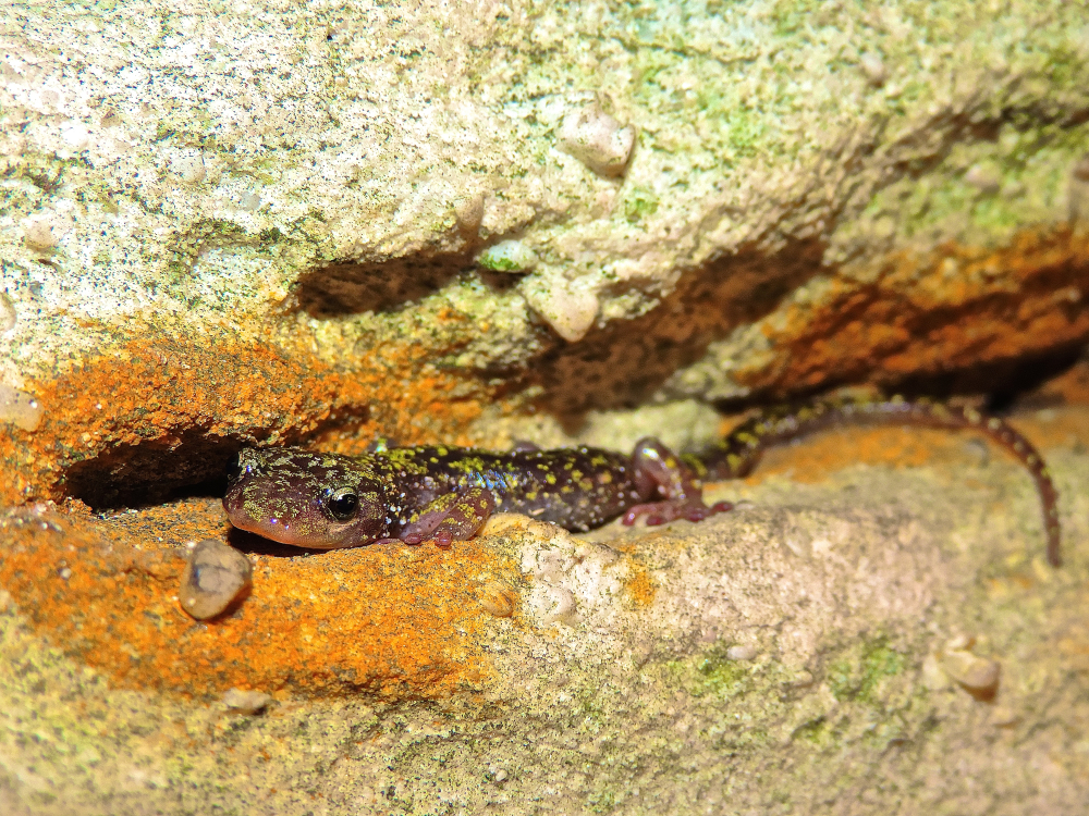 Žalia salamandra tarp oranžinės ir rudos spalvos uolų pastogės.