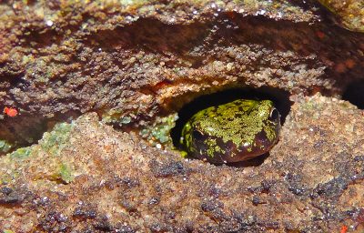 A green salamander peeks its head outside its rocky winter retreat.