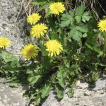 Wild dandelions with bright yellow disk-like petals. Photo courtesy of Ila Hatter.