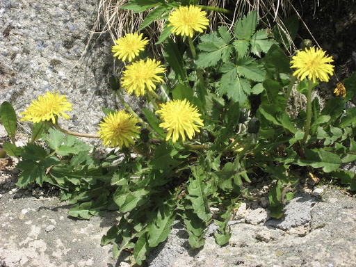  Wild dandelions with bright yellow disk-like petals. Photo courtesy of Ila Hatter.