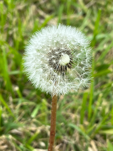 A photo of a flower head of a dandelion before releasing its seeds. Photo by London Thompson.