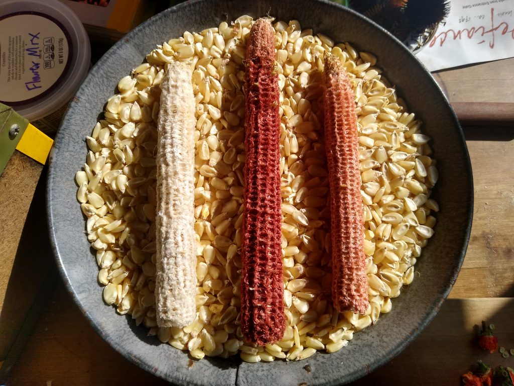 Example of variation or genetic diversity in cob color of Bryant corn. Photo by William Ritter.