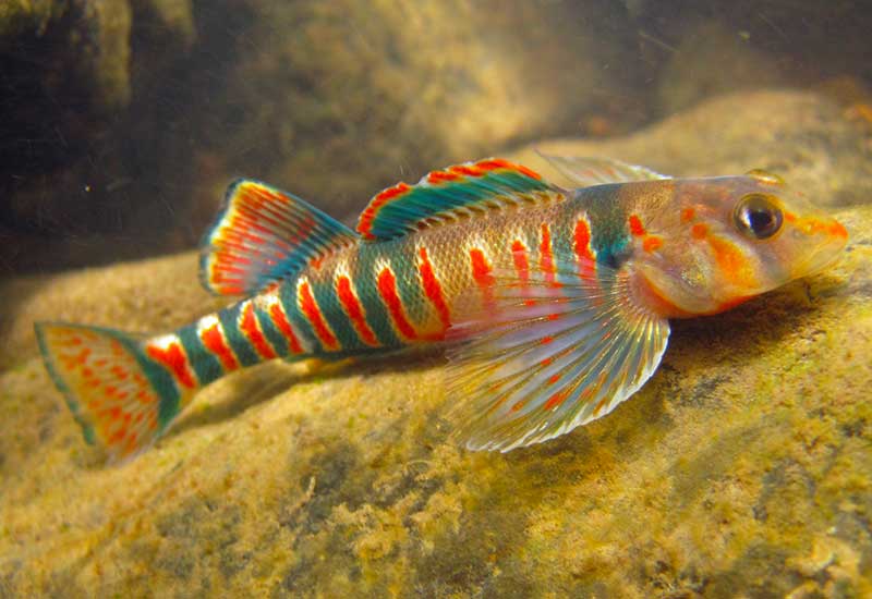 Photo of endangered candy darter, a native fish species whose existence is threatened by the destruction of its natural habitat due to the Mountain Valley Pipeline