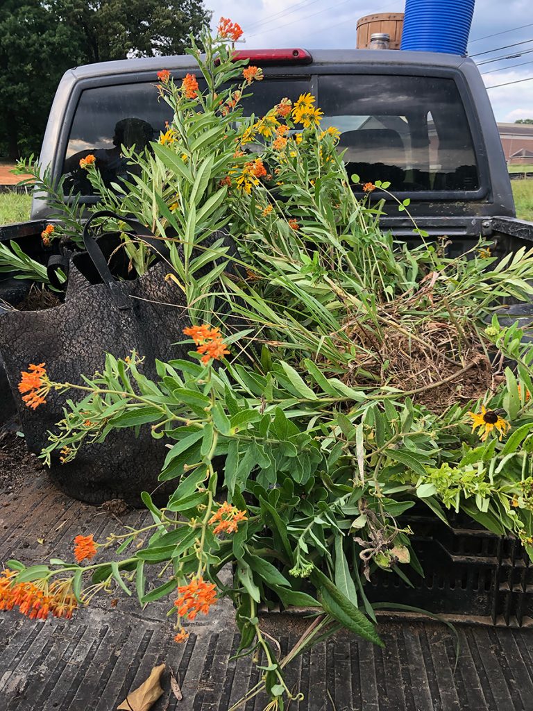 leafy green butterfly weed with orange flowers spills out of bags in the back of a pickup truck