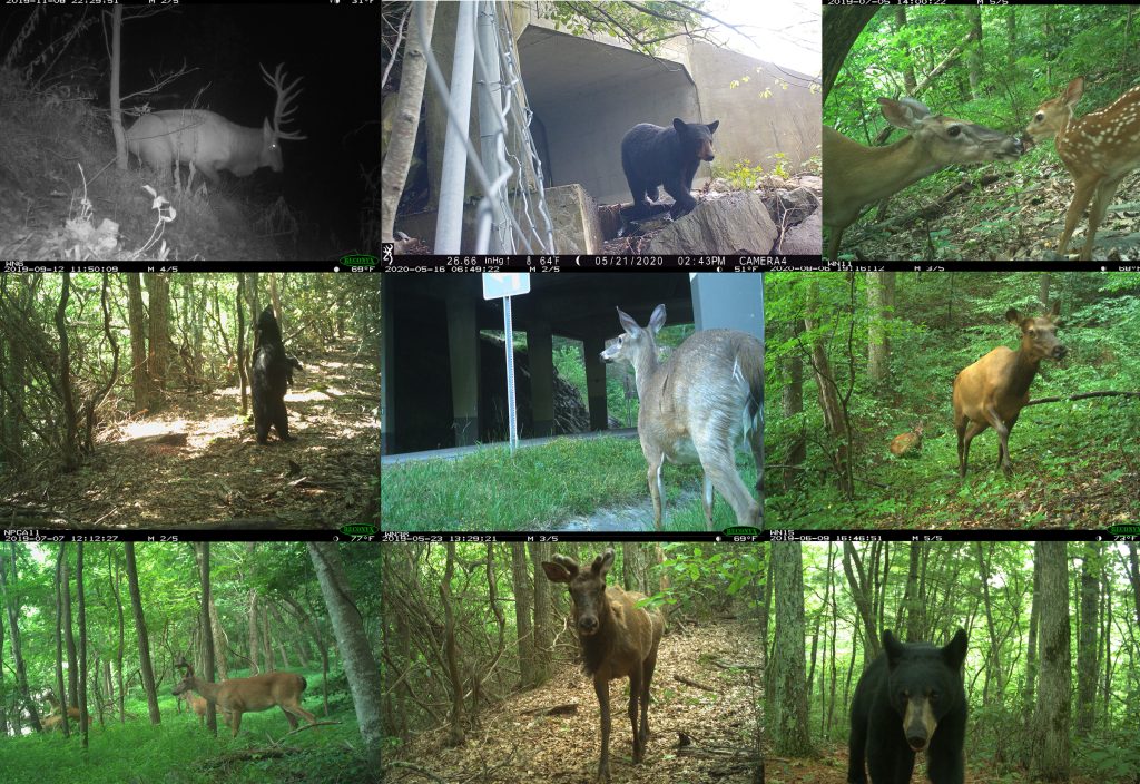 A series of photographs of various bear, deer and elk roaming in the wild. 