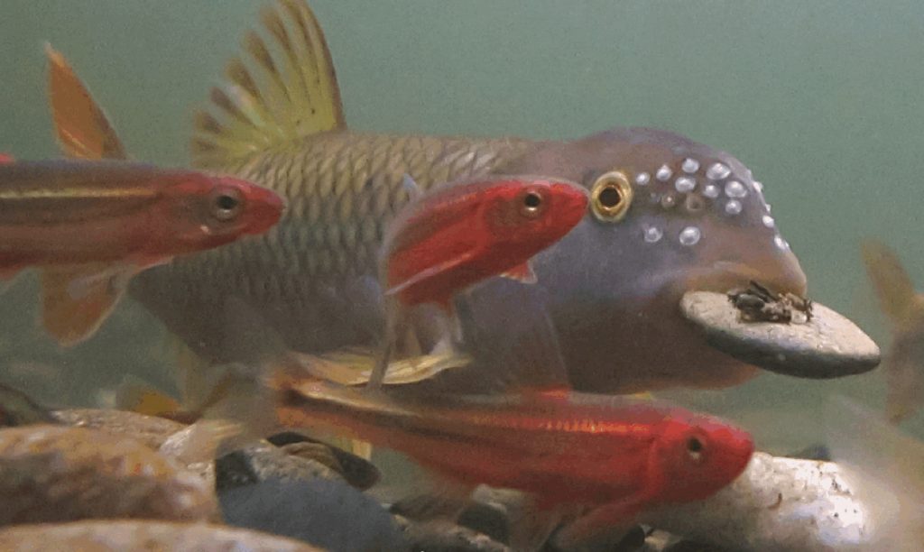 Three small fish swim around a chub carrying a stone in its mouth used to build mounds. 