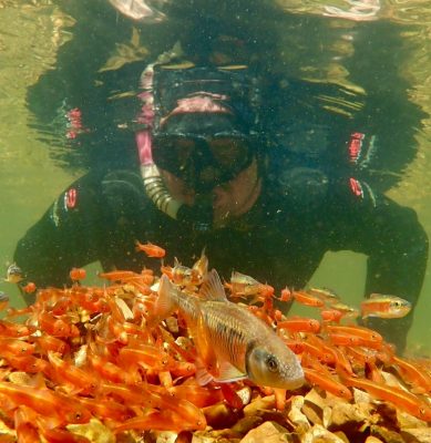 A snorkeler looms over dozens of bright orange fish in an Appalachian river.