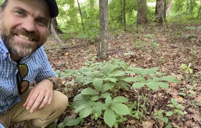 smiling man crouches near ginseng plants in the forest