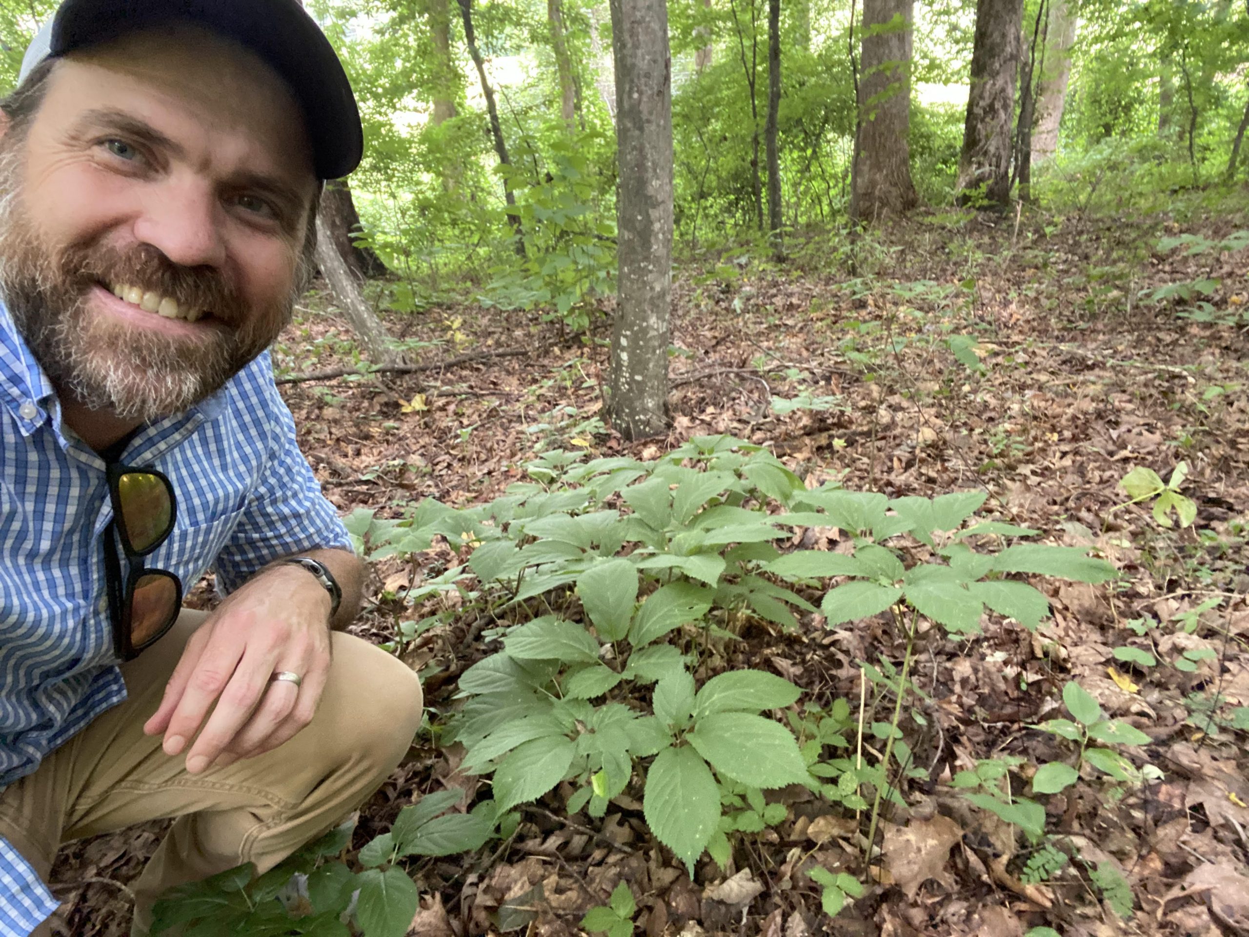 smiling man crouches near ginseng plants in the forest 