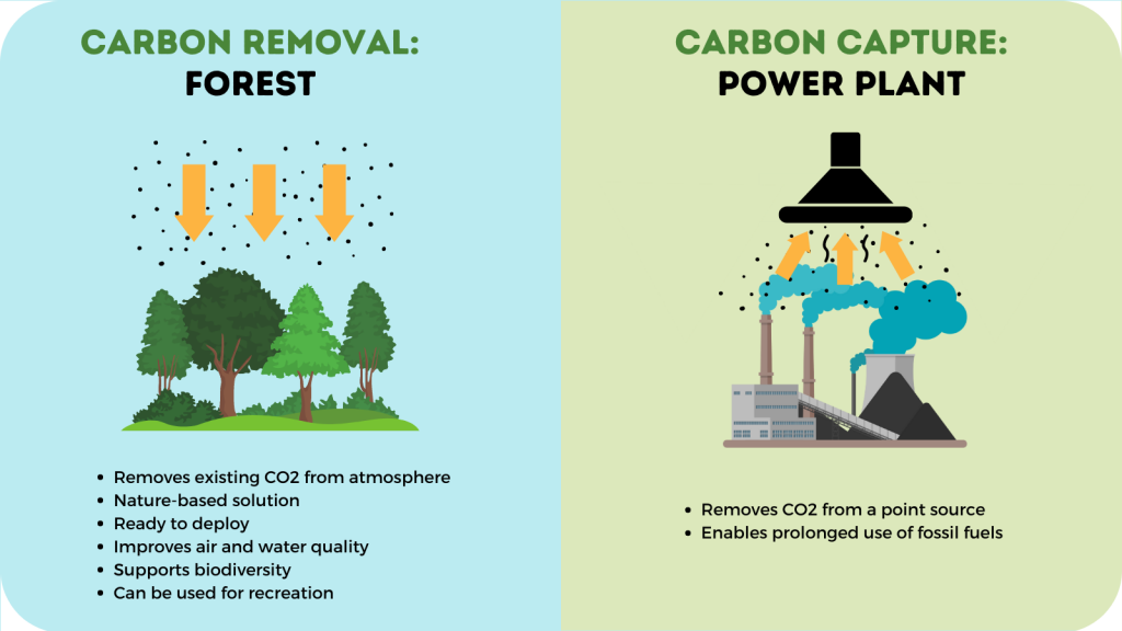 Global Forest Coalition Webinar on Carbon Removals: Unravelling