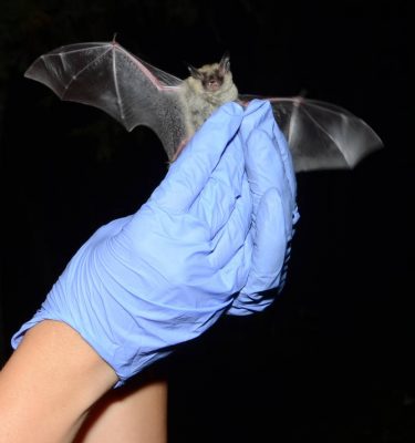 A biologist holds a small brown bat with it's wings extended.