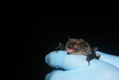 A close up of a small brown bat being held by a scientist