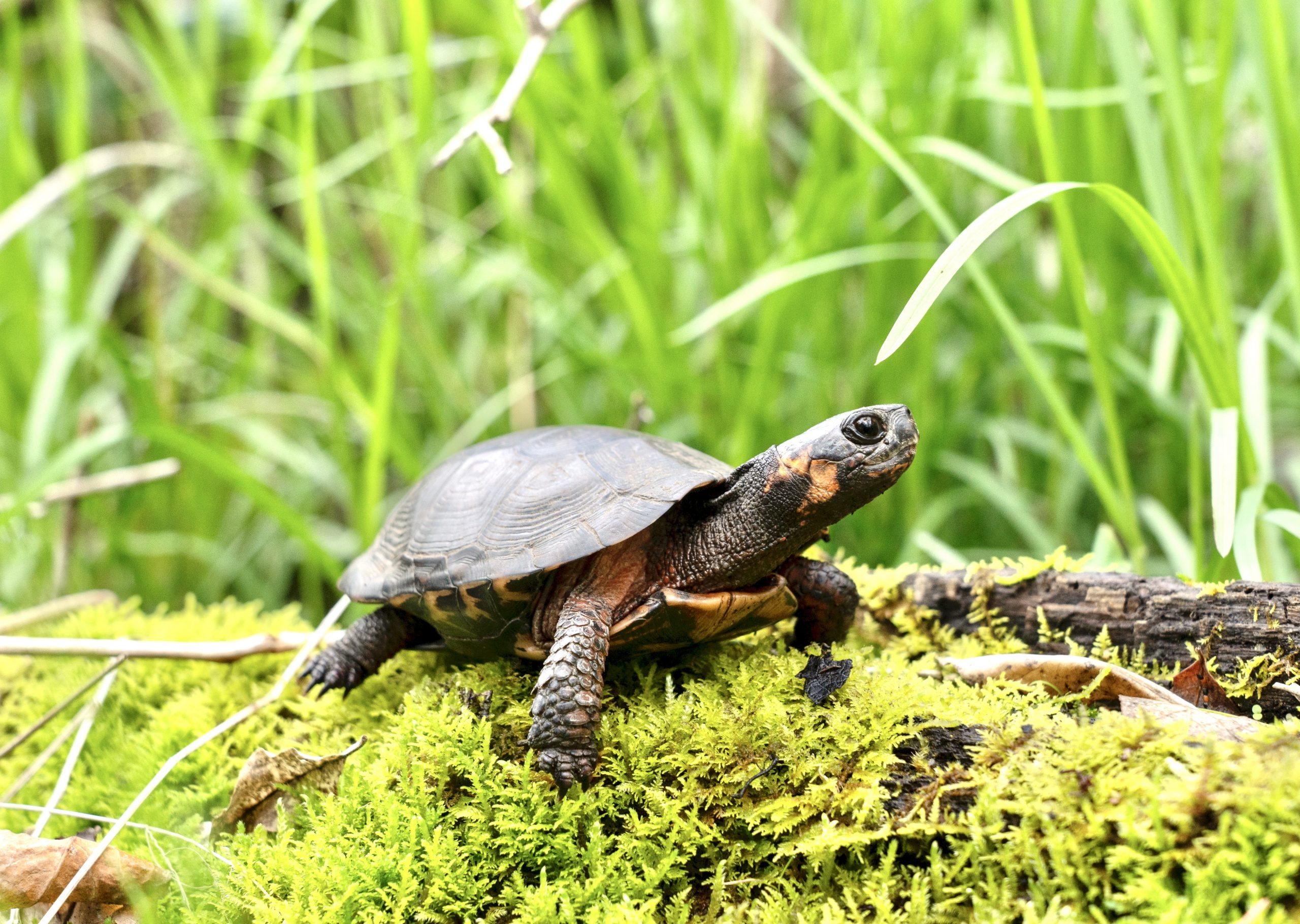 A small, slate-colored turtle with an orange spot on the side of its head stands atop a mound of moss.