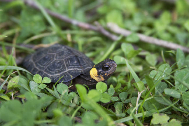 a dark bog turtle with yellow markings on its neck